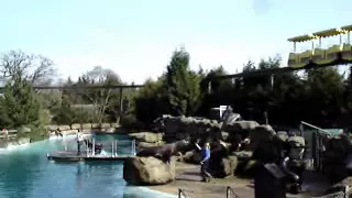 Sealion Show at Chessington