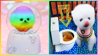 Tik Tok Chó Phốc Sóc Mini 😍 Funny and Cute Pomeranian # 447