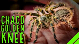 Chaco Golden Knee Tarantula (Grammostola pulchripes) Care & Husbandry