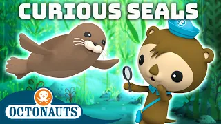 ​@Octonauts - Curious Seals 🦭 | 40 Mins Compilation  | Underwater Sea Education