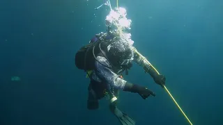 Secrets of the Sea - Official Trailer | Fibe TV1