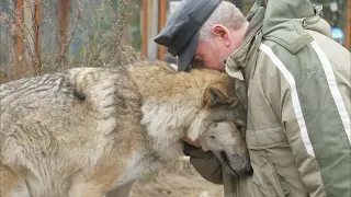 Волчица пришла в деревню и стала просить еду. Один мужчина пожалел её, через 2 месяца она вернулась