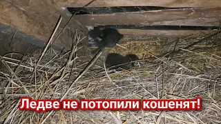 Ледве не потопили кошенят!