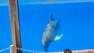 Palmitos Park (Gran Canaria) - dolphin show 02.2023