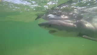 Stranded juvenile white shark rescued on Cape Cod