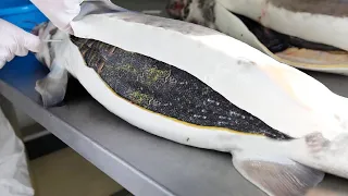 COMO se HACE el CAVIAR de ESTURIÓN | Como se EXTRAE el CAVIAR de BELUGA