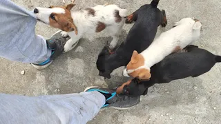 Jagd terrier and Jack Russel terrier training at 2 months old