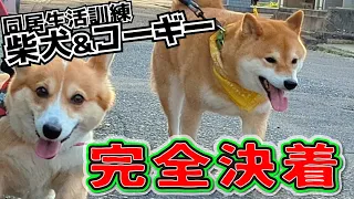 【喧嘩を止めない勇気】相性最悪な柴犬とコーギーの同居生活訓練