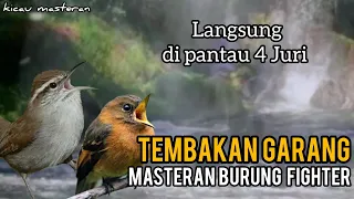 MASTERAN BURUNG FIGTHER ! ISIAN TEMBAKAN KASAR - Langsung dikunci Juri PART 21