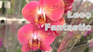 This is the first video review of orchids for March 8 in Leroy Merlin, with names.