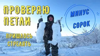 Браконьерская снасть, проверяю петли! Как поставить петли на зайца. Noose trap for white hare.