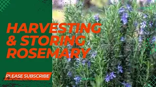 Harvesting & Storing Rosemary Leaves