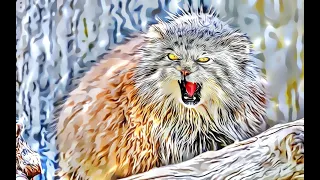 World's smallest cat 🐈 Pallas Cat The Rarest, Wildest and Evil Cat in the World!