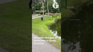 Caught on camera: Alligator charges at fisherman