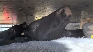Calves Cry For Help /Slaughterhouse/Transport/ Netherlands