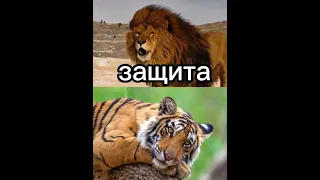 лев vs  тигр