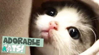 Adorable Cat Moments Caught on Camera