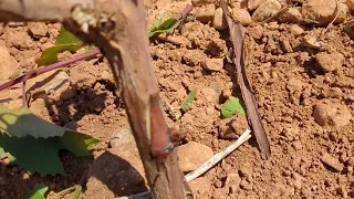 Injerto de primavera en viña