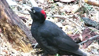 Черный дятел ест короедов, Black woodpecker eats bark beetles