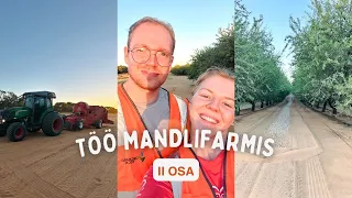 Vlog 42 - TÖÖ MANDLIFARMIS// II osa tööst