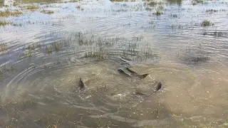 Крупный карп на нересте! Carp spawning!