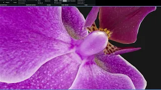 Photogrammetry: Anatomy of an Orchid