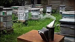 Старая пасека в заброшенной деревне.