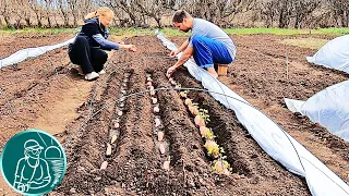 🍠 Growing sweet potatoes without seedlings 🌱 Planting sweet potatoes with tubers in a greenhouse