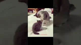 Mother Cat and Kitten! Mother Cat Overdoes it with Kitten Punch, Kitten Gets Knocked Over