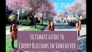 The Ultimate Guide to Cherry Blossoms in Vancouver