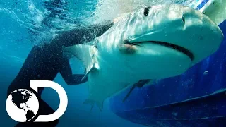 Los encuentros con tiburones más emocionantes | Discovery Latinoamérica