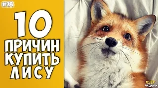 10 REASONS to BUY the FOX - Interesting facts!