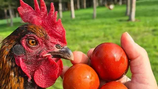 Les meilleures poules pondeuses - La poule Marans