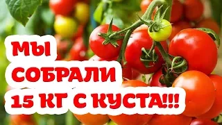 15 кг помидор с куста. Мы это сделали! Победила органика!!! Томаты супер!