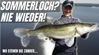 Wo waren die Zander im Sommer?