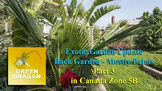Exotic garden update part 3 mostly palms in Zone 5B Ontario Canada