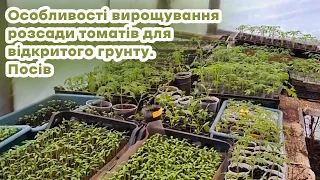 Особливості вирощування розсади томатів для відкритого грунту. Посів