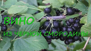 Вино из черной смородины.