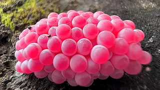 ASMR Crushed snail eggs | Apple snail Eggs ASMR 🐌09