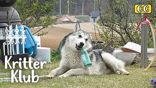 Homeless Dog Comes And Acts Like The Man's Pet Dog | Kritter Klub