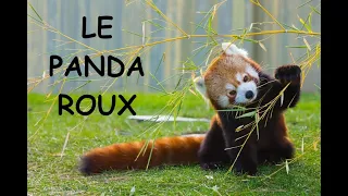 Le panda roux (documentaire)