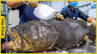 Fish Cutting Skills - From The Farm to the Giant Grouper Processing Factory | Food Factory