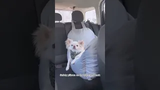Travel Dog Car Seat Bed - Gym Bag2