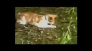 Funny Cats 3