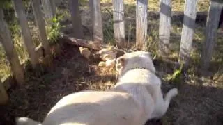 Livestock Guardian Dog Anatolian Shepherd Bonding With Baby Chicks