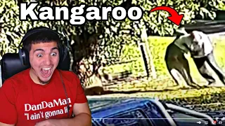 THIS MAN FOUGHT A KANGAROO & WON! Reacting To Kangaroo Attacks Man In Australia!