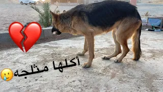 أنقذنا جاك من الموت 😩💔مفاجئة خالد لبتال😍