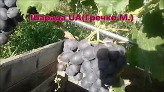 Киевщина, 16 7 2018г  Созрели суперранние сорта винограда!