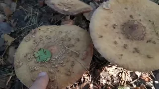 Kosza grzybów się nie spodziewałem.