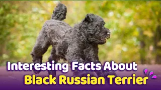 Black Russian Terriers : Ultimately Talented Breed!!